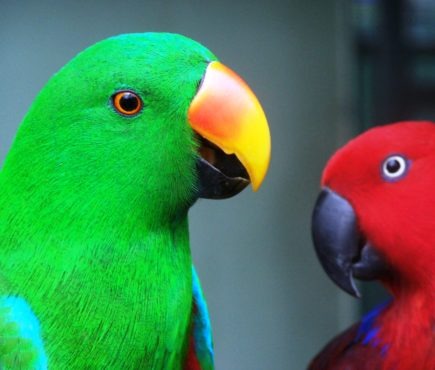 Top 10 Smartest Talking Birds In The World